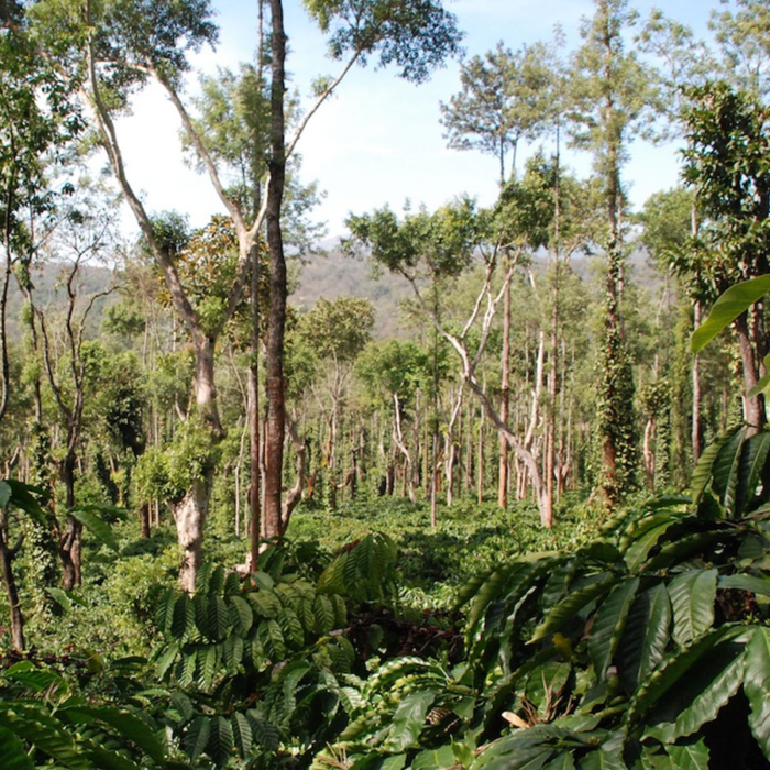 Monsooned Malabar AA, India