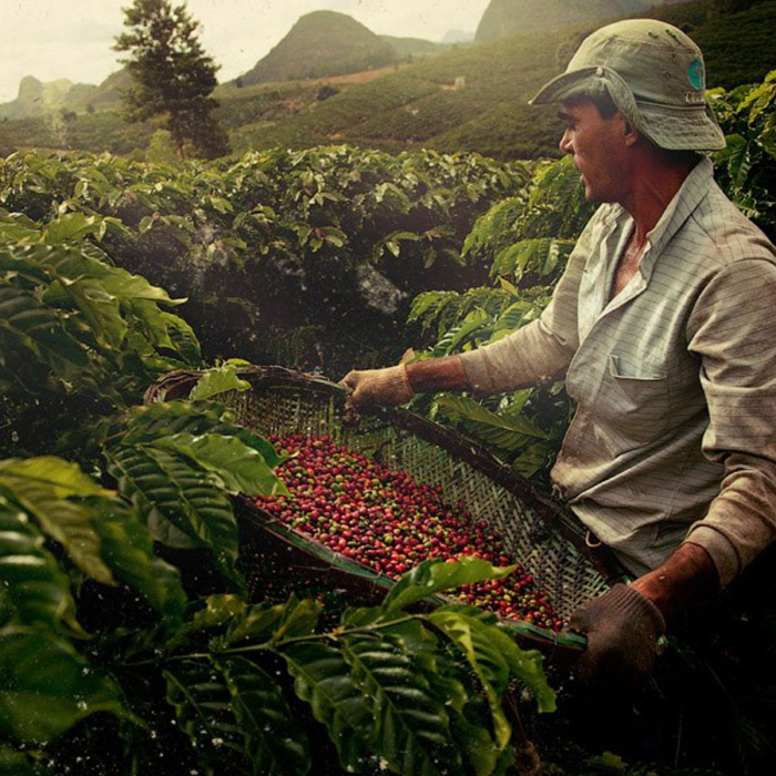 Fazenda Lagoa, Brazil, 250Gr.