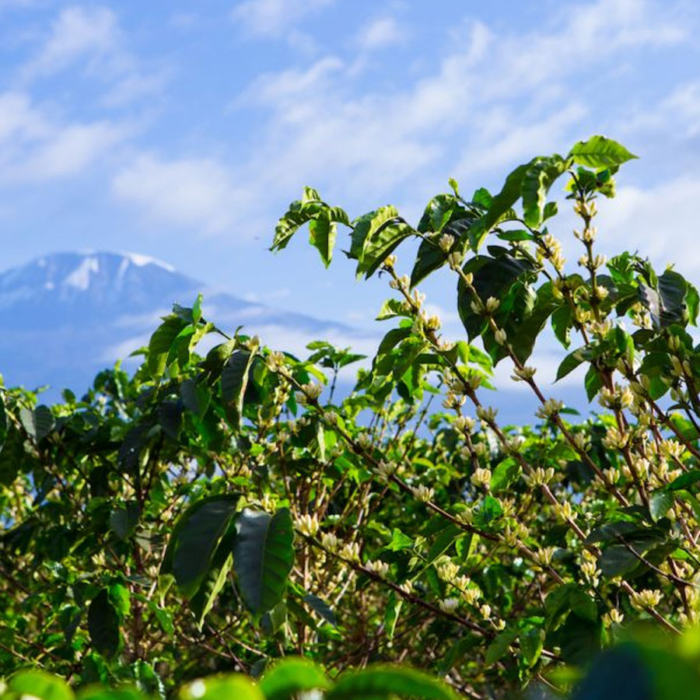 Kilimanjaro, Tanzania, 250Gr.